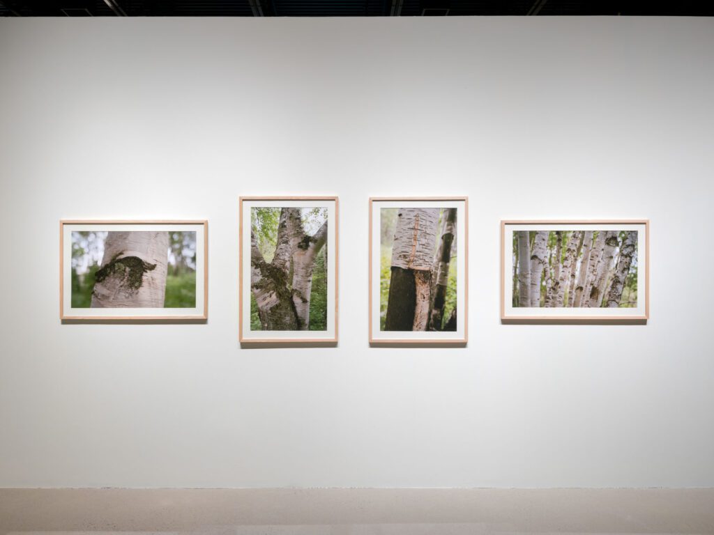 Image for Wiigwasitig, Art Gallery of Burlington. 2026. Photo Credit Darren Rigo 7